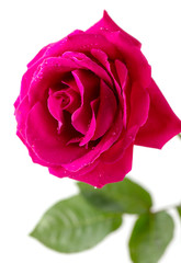 Beautiful flower red rose isolated