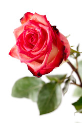 Beautiful rose flower isolated on white