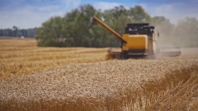 Harvesting of wheat in season. Harvesting is process of gathering ripe crop from the fields