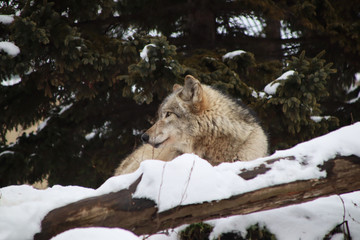 Wolf foraging in the snow