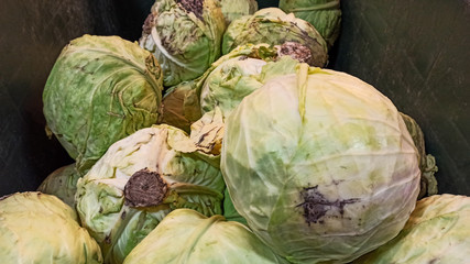 Fototapeta na wymiar Big, organic and fresh Cabbages at the green basket in the vegetable store in Istanbul, Turkey 