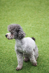 Happy puppies in a private playground