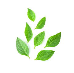 Naklejka premium Tree leaves isolated on white background