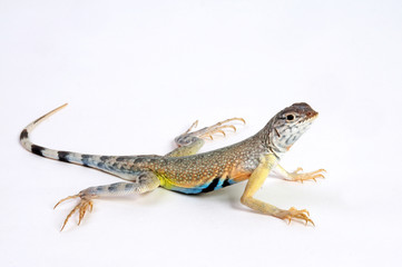 Zebra-tailed lizard / Zebraschwanzleguan (Callisaurus draconoides) 