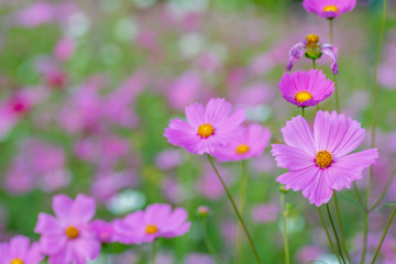 Pink cosmos flowers on Blurred Background