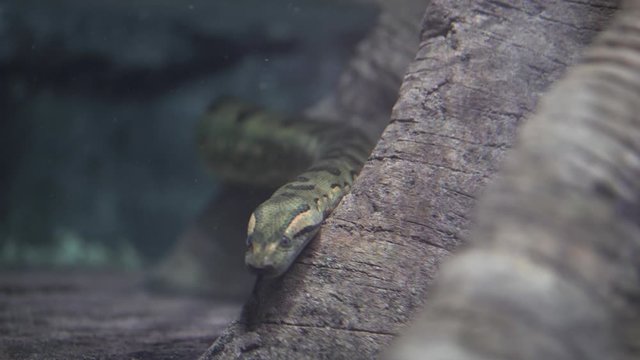 Close shot of anaconda head coming from behind the rock under the water. Head of Anaconda snake under the water coming towards the camera. Eunectes murinus