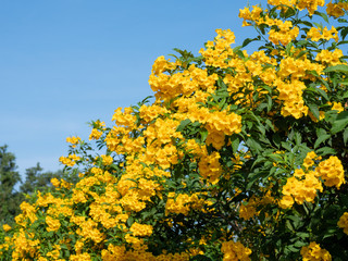 yellow flower in summar