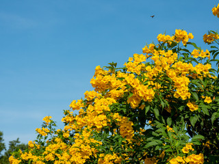 yellow flower in summar