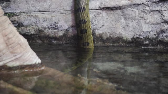 Huge anaconda snake is getting into the water from the rock. Eunectes murinus. Anaconda is crawling into the water from the rock above.