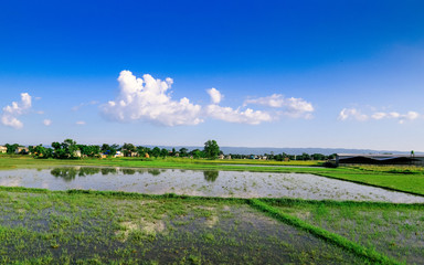 A Landscape in Chitwan NAtional Park
