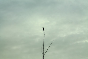 silhouette of a bird on a branch of tree