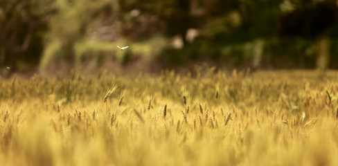 Beautiful landscape of a warm yellow grain field. Bokeh of grain field.