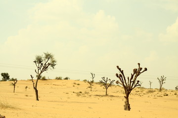 Fototapeta na wymiar acacia tree in the desert