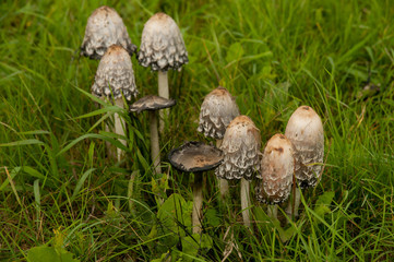 Inedible toadstool mushrooms on green grass