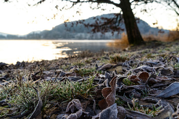 Obraz premium tree on the beach