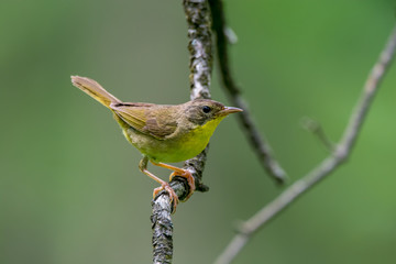 Female Common Yellowthroat on a Branch