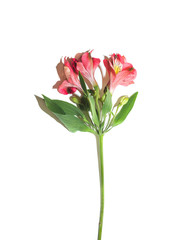 alstroemeria flower sprig on white background