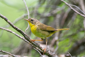 Fototapeta premium Female Common Yellowthroat on a Branch