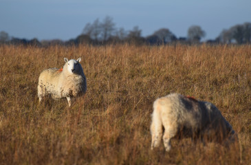 A sheep stares at the camera from a Winter grazing field