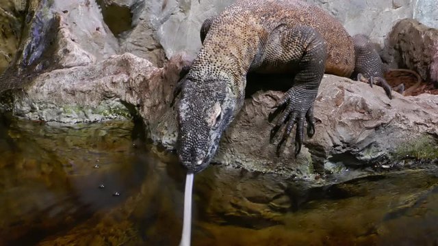 Komodo dragon or Komodo monitor (Varanus komodoensis) drinking water from small pond close-up shot