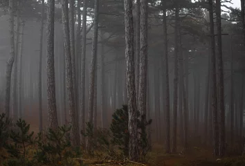 Fototapeten misty autumn morning in the forest © babaroga