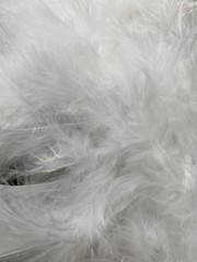 Obraz premium white feathers background