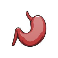 Internal body organ icon, human stomach vector. Digestive system, anatomy element isolated