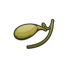 Gallbladder sac-shaped organ, bile storage after secretion. Human internal gall choler isolated vector icon