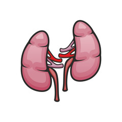 Pair of kidneys in abdominal cavity. Vector human internal organ isolated icon