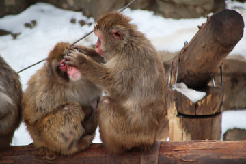 Monkey catching lice. The expression that one monkey catches lice to another monkey, and the other...