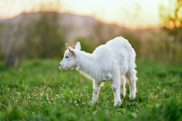 Obraz premium lamb on a meadow