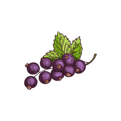 Black currant fruit isolated berries and leaves. Vector blackcurrant food dessert, green leaf