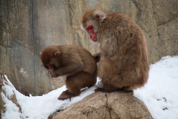 Mother love of monkeys. After heavy snowfall, a little monkey grabbed a handful of snow and ate, and carefully walked down the rock, while the monkey mother behind, lovingly holding the little monkey 