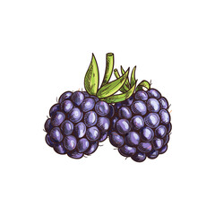 Garden bramble berry isolated summer fruit sketch. Vector blackberry food, forest berries