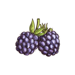 Fotobehang Garden bramble berry isolated summer fruit sketch. Vector blackberry food, forest berries © Vector Tradition