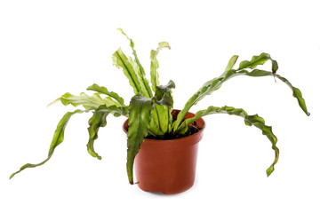 Bush of indoor asplenium in a pot on a white background