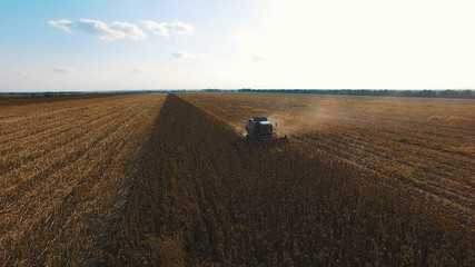 Obraz premium aerial view of harvesting fields with a harvester, harvester working in the field