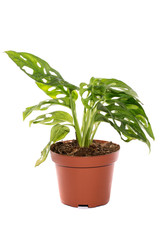 Bush monstera in a pot on a white background