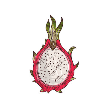 Dragon Fruit Pitaya Isolated Sketch. Vector Half Of Pithaya, Exotic Tropical Dragonfruit Dessert