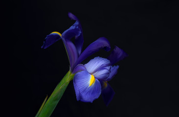 Lirio en azul