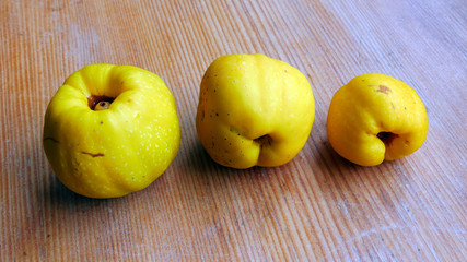 Fruit of Japanese quince. Autumn harvest. - 312759224