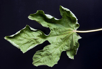 Dry fig leaf on a black background. - 312759258