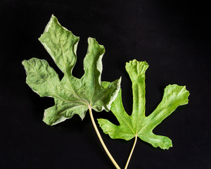 Dried two fig leaves on a black background. - 312759273