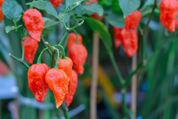 Close up bhut jolokia in garden. Ghost chili pepper very hot in the world.