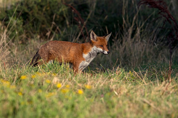 Red Fox (Vulpes vulpes) in summer meadow
