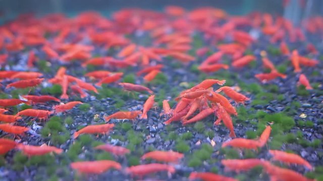 Cute red Dwarf shrimps or Neocaridina or Cherry shrimp climbing on each other in aquarium tanks with small stone on floor.