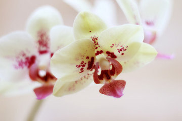 Fototapeta na wymiar pink white orchid flowers close up
