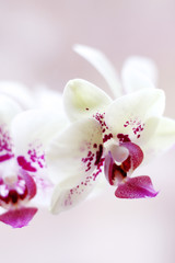 Obraz na płótnie Canvas pink white orchid flowers close up