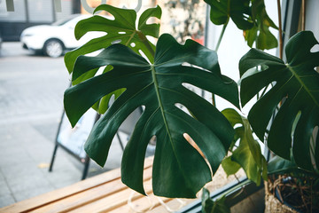 Monstera leaves close-up indoors. Decorative beautiful houseplant.
