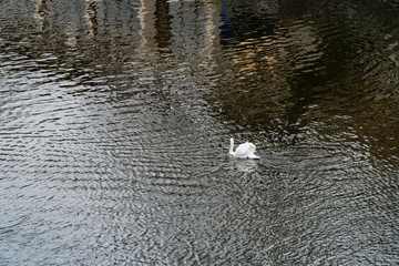 Swan on the Moldava river in Prague